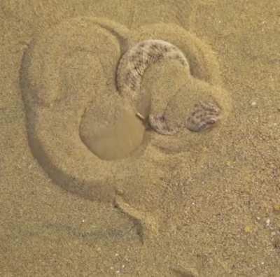 ? Sand Viper concealing itself for an attack