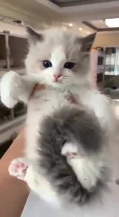 3...?2...?1...? CHONK! ?