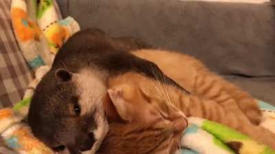 Otter can not sleep without holding a Kitten ?