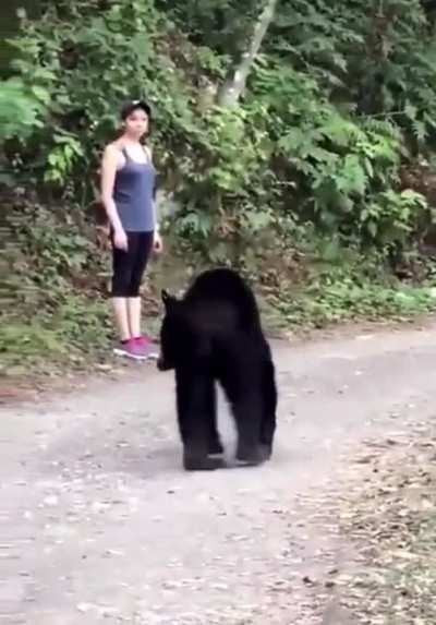 Black bear sizing up its next meal.