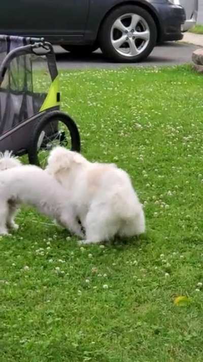 What NOT to do on a play date ?