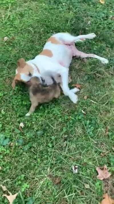 Big boi Louie and smol boi Tank go at it again one last time on Reddit. You asked for more video/no filter so here it is! Thanks for your kind comments, awards, up votes on my previous video. This is my last post. I just don’t have the bandwidth to mainta