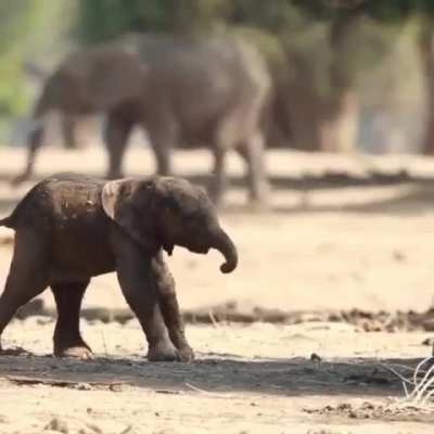 Baby elephant learning how to walk ?