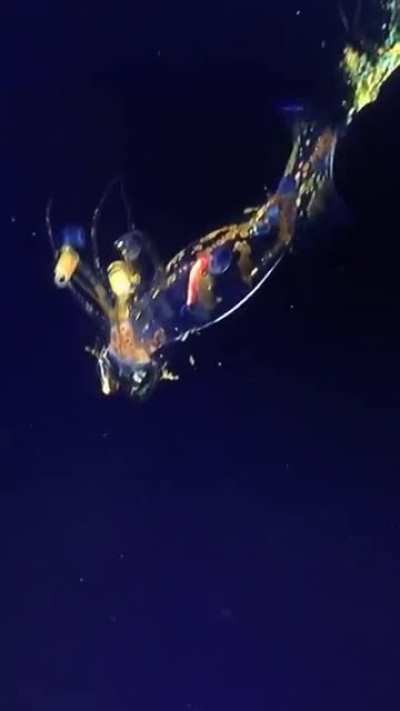 ? Scientists encountered the alien-like Planctoteuthis squid on a deep ROV dive yesterday