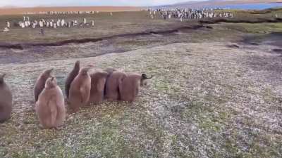 ? King Penguin Chicks Chasing Away A Feral Cat In The Falkland Islands ?