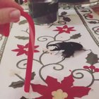 ? Beetle mandibles