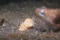 ? The Bobbit Worm