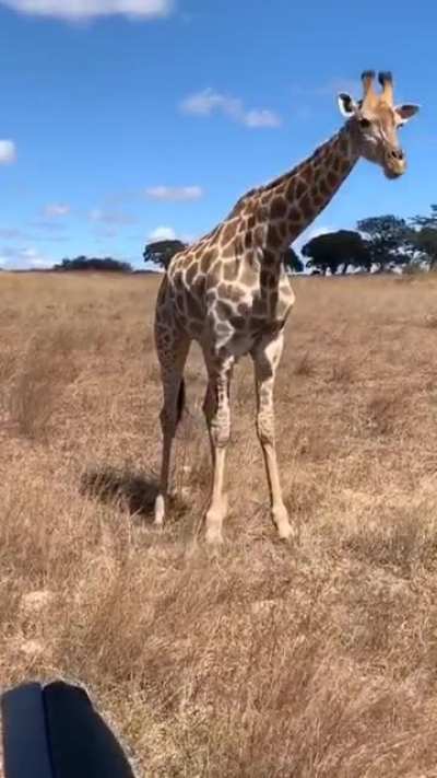 How giraffe eat grass on the ground!