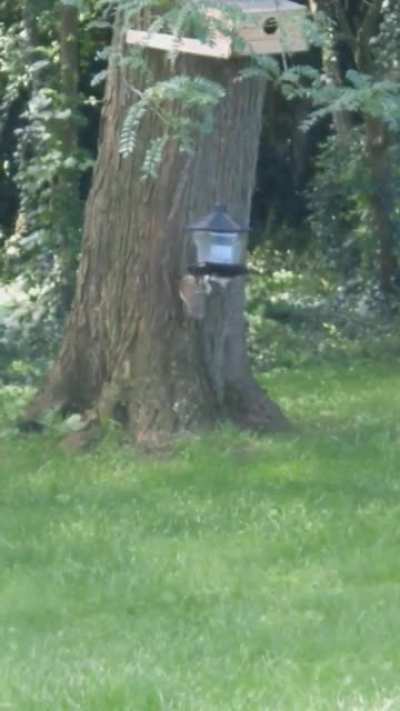Once again Squirrel Outsmarted Me ?