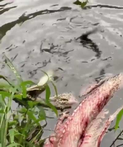 ? Baby gator testing out a deathroll
