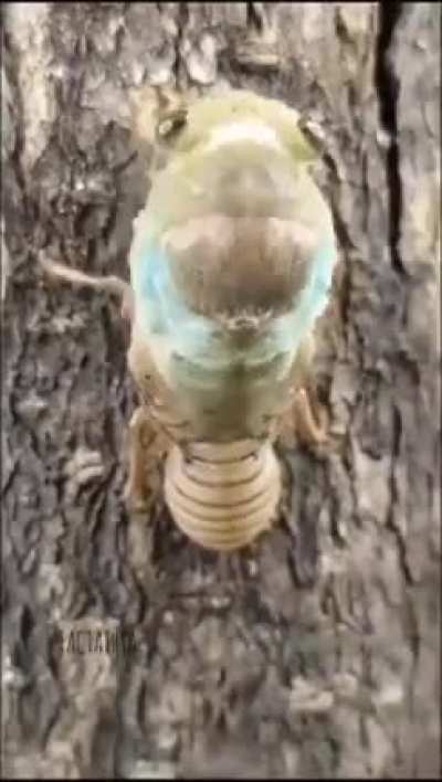 ? Alien-like transformation: Cicada shedding its exoskeleton