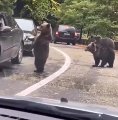 High five Bear
