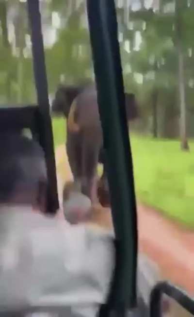 ? Wild tusker charges at tourist jeep at Kabini, India. Not a mock-charge!