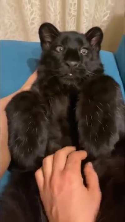 A baby black panther