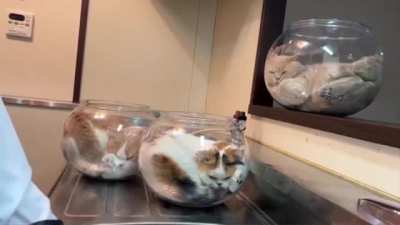 3 cats in bowls