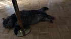My cat is a lazy stripper. My other cat isn’t going to tip.