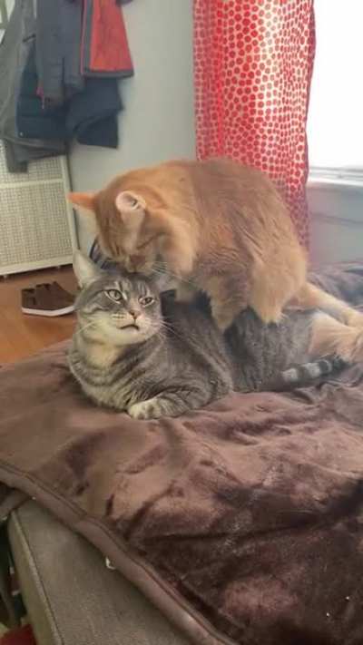 You don’t mind if I just sit on top of you, do you??? ??