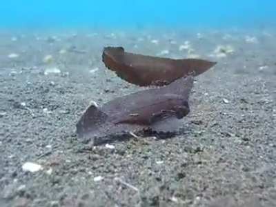 ? A pair of cockatoo waspfish mimicking dead leaf/seaweed drifting along on the sea bed
