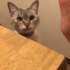cute high five cat has more cuteness for us
