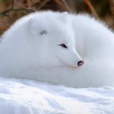 ? Beautiful arctic fox