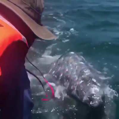 ? Baby gray whale being curious at the splash and boat ?