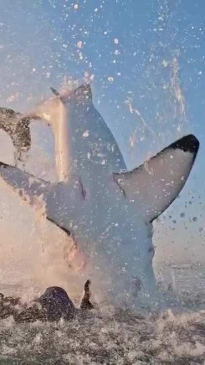? Great white shark jumping out of the water