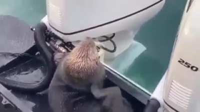 Dude, you gotta hide me.