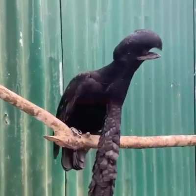 ? Long-wattled Umbrellabird