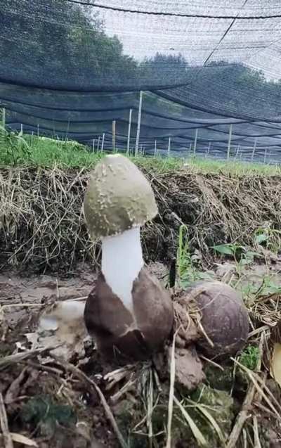 ? Time lapse of Dictyophora (Bamboo) mushroom growing