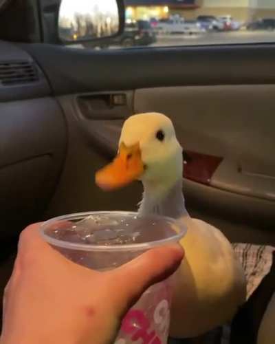 Donald duck irl