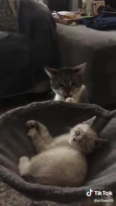 When the kitten steals your bed