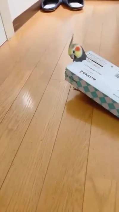 Birb