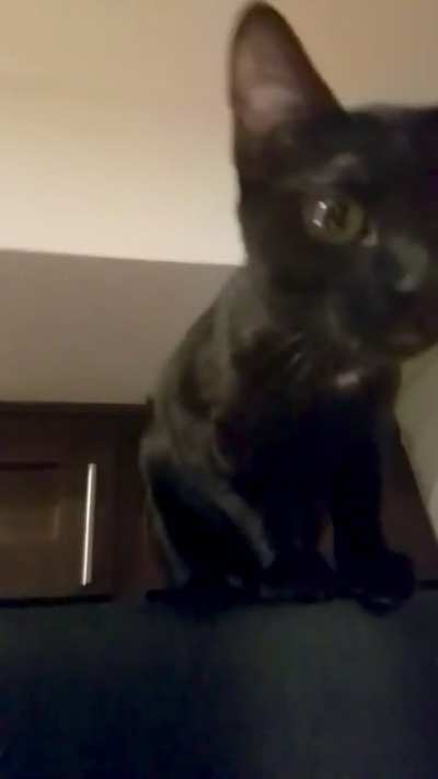 Had a full conversation with my cat today. She definitely won ?