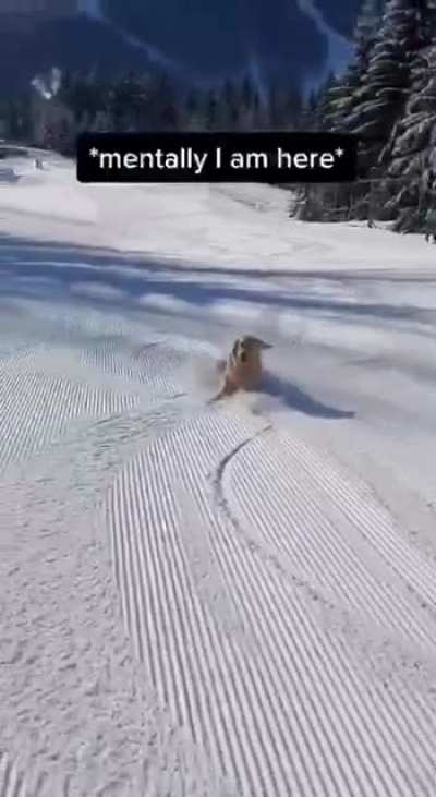 Come here now my cutie dog ?