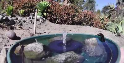 ? Wide variety of wildlife visiting watering hole