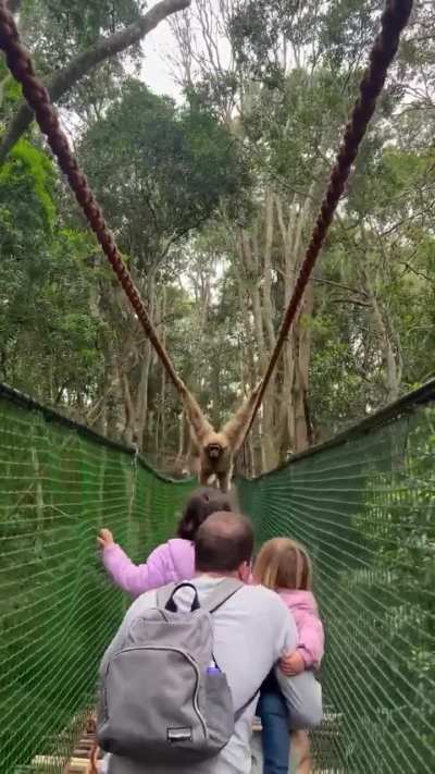 ? Gibbon swings over family