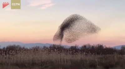 Beautiful murmuration. Although there are many theories, the reason why this is done &amp; how these birds are able to mimic each other’s movements in such a synchronized manner, is still a mystery.
