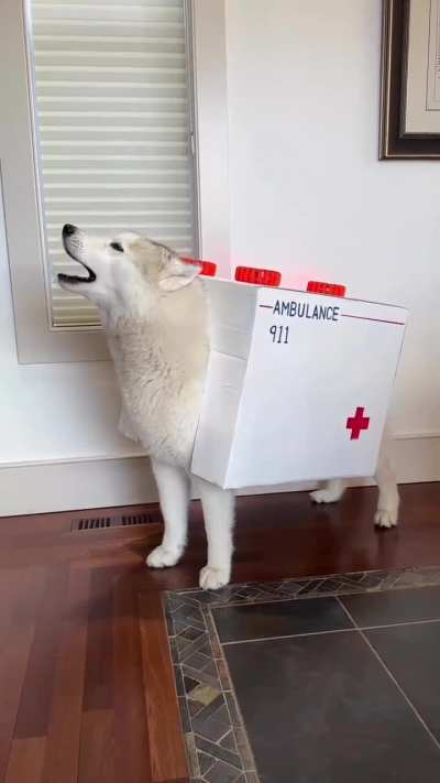 The perfect costume ?
