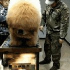 A Tibetan Mastiff