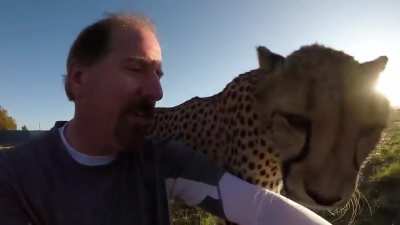 Huh, so Cheetahs are just dog software running on big cat hardware ?
