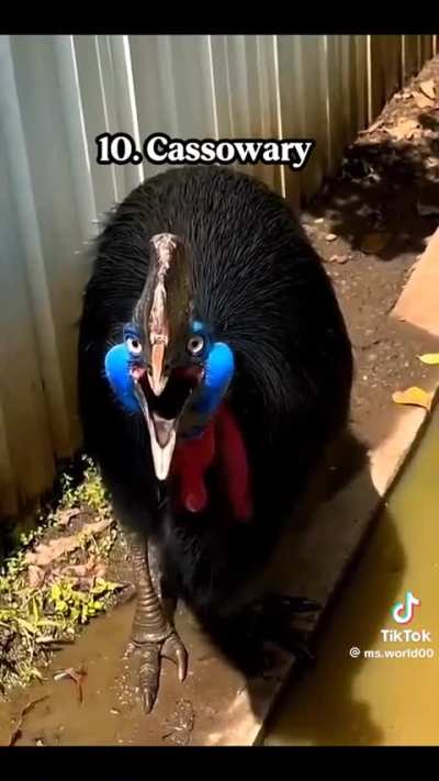 ? Strange and Scary Bird Sounds ?