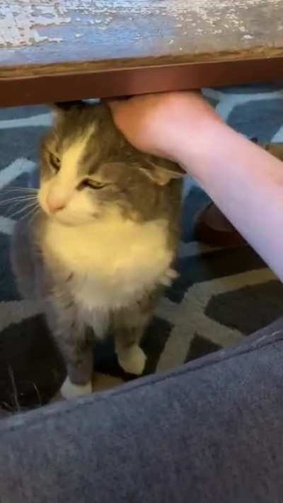 Umm excuse me...you’re not done petting me