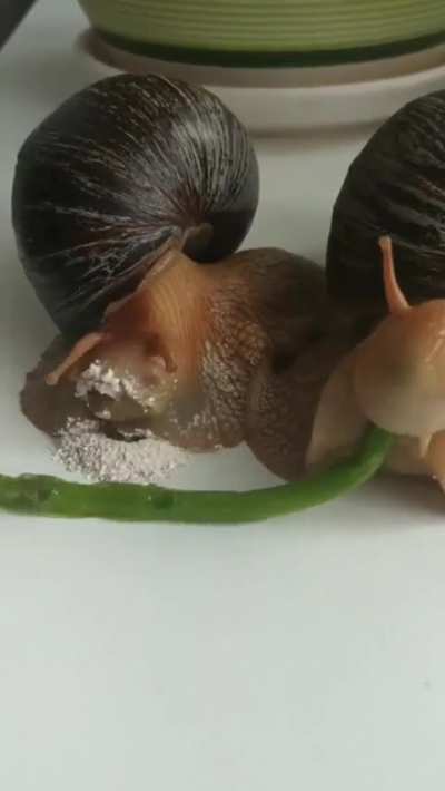 Ever wondering how snails eat?