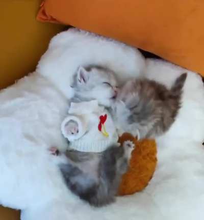 This is the cutest video ever?