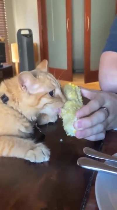 A big fan of corn