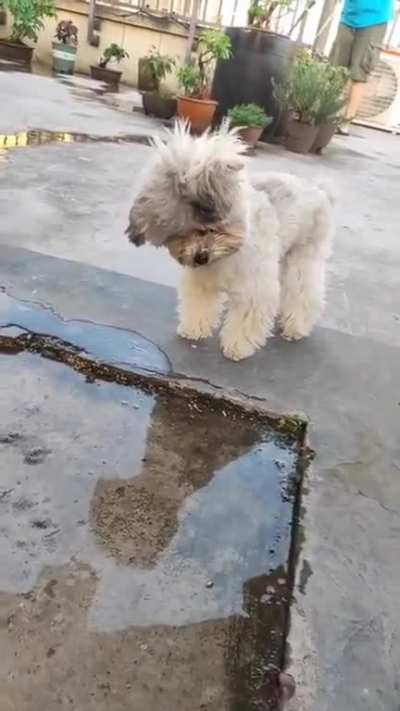 "Wow!!! What a handsome doggo!"