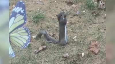Squirrel eating what must be the most delicious nut EVER