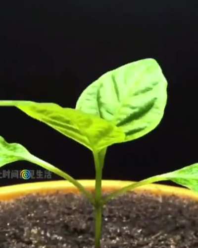 Just 116 days and you have a delicious pepper at home