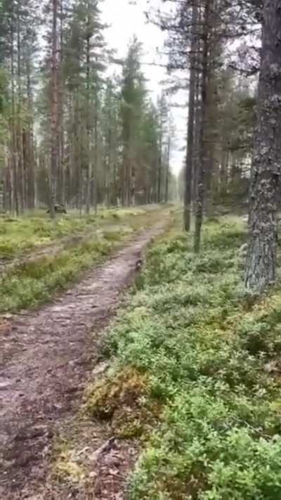 ? Intelligent rabbit knows the dog is following its scent, so it doubles back