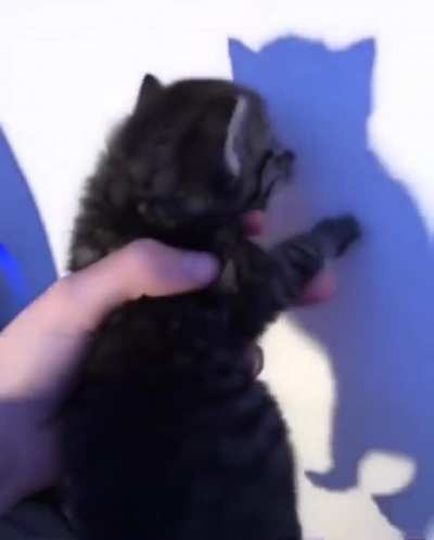 A vewy scawy boi